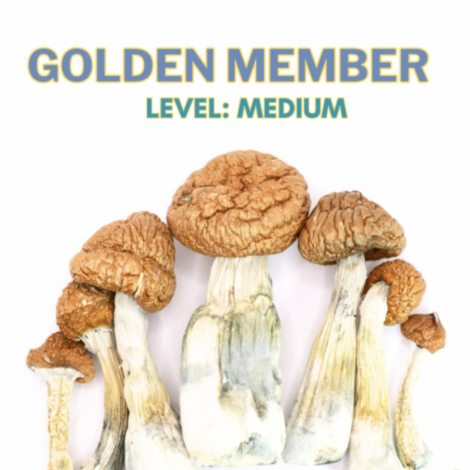 Gold Member Magic Mushroom Strain